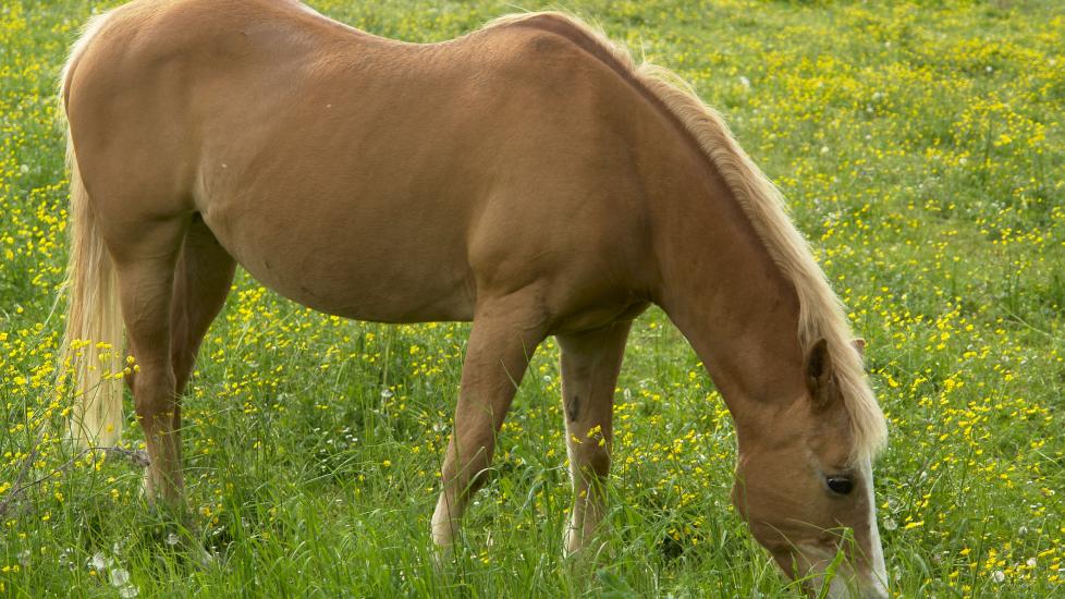 Horse grazing in tall grass